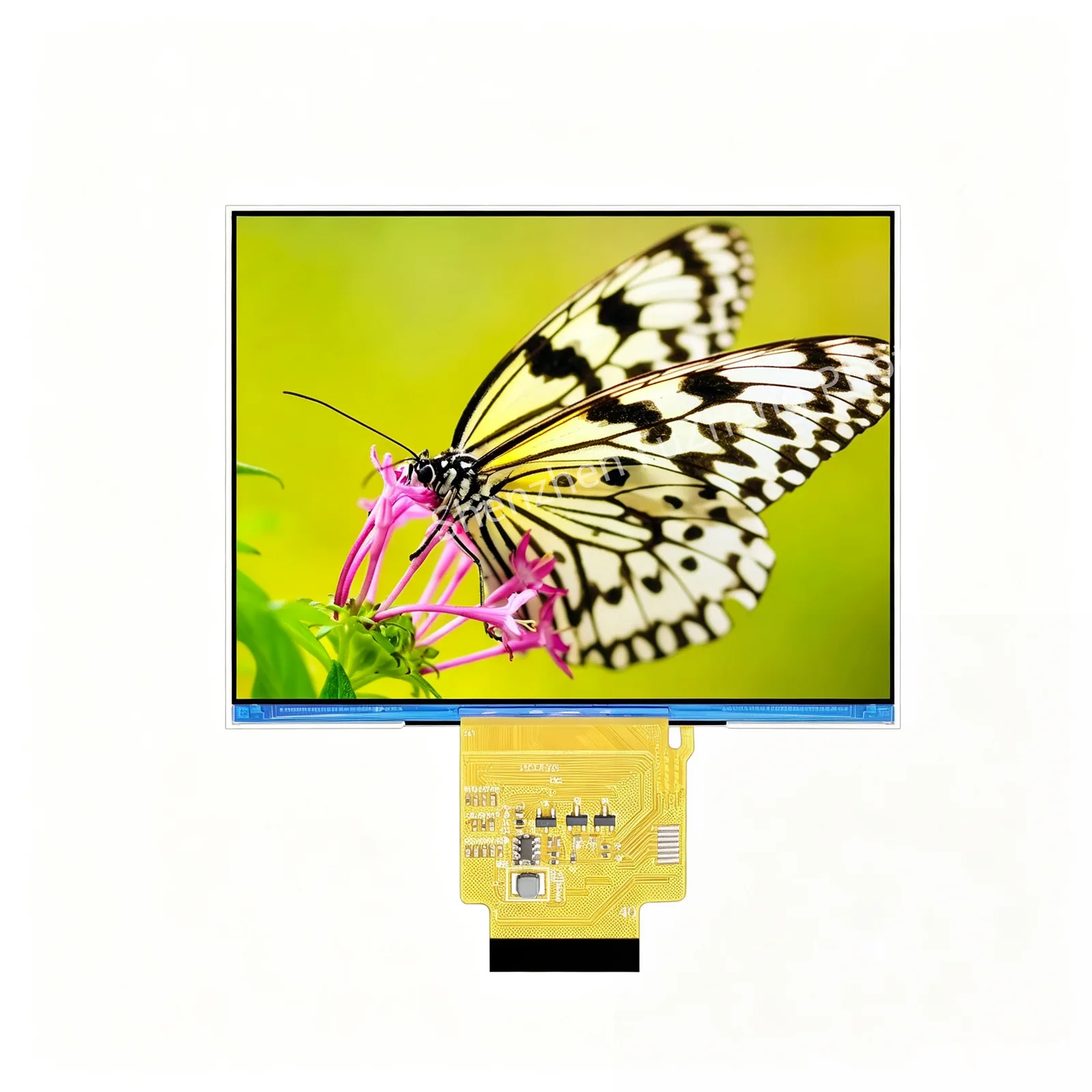FZ430-1024768 powered front view displaying a butterfly image